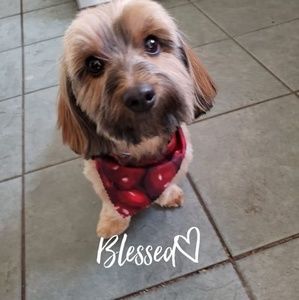 Meet your Posher, Donna